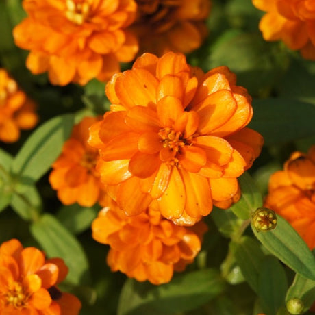 Flowers - Zinnia, Orange King - SeedsNow.com